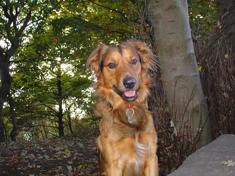 Barnaby, by a tree*