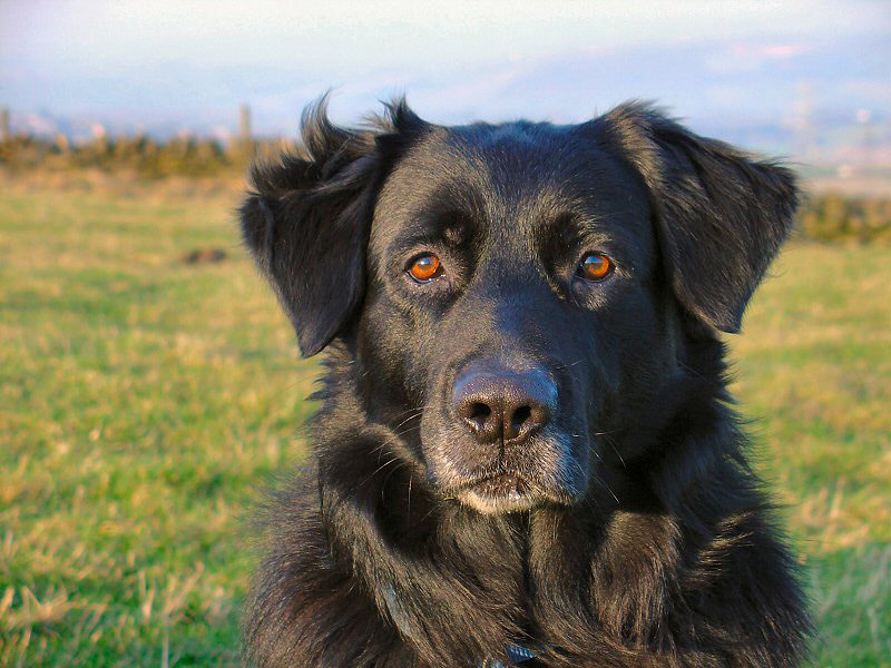 Rufus + chin drool*