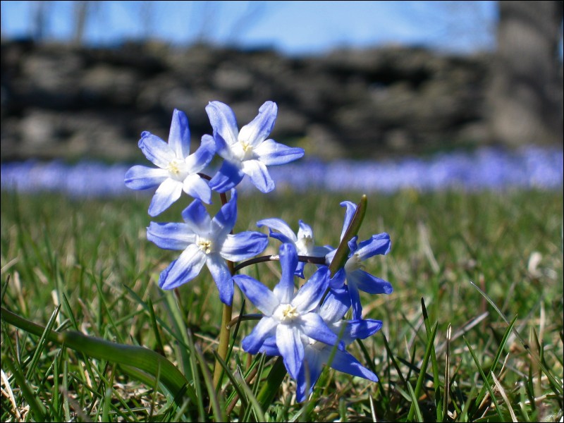 Blue *