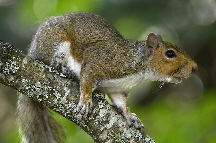 Squirrel Brown