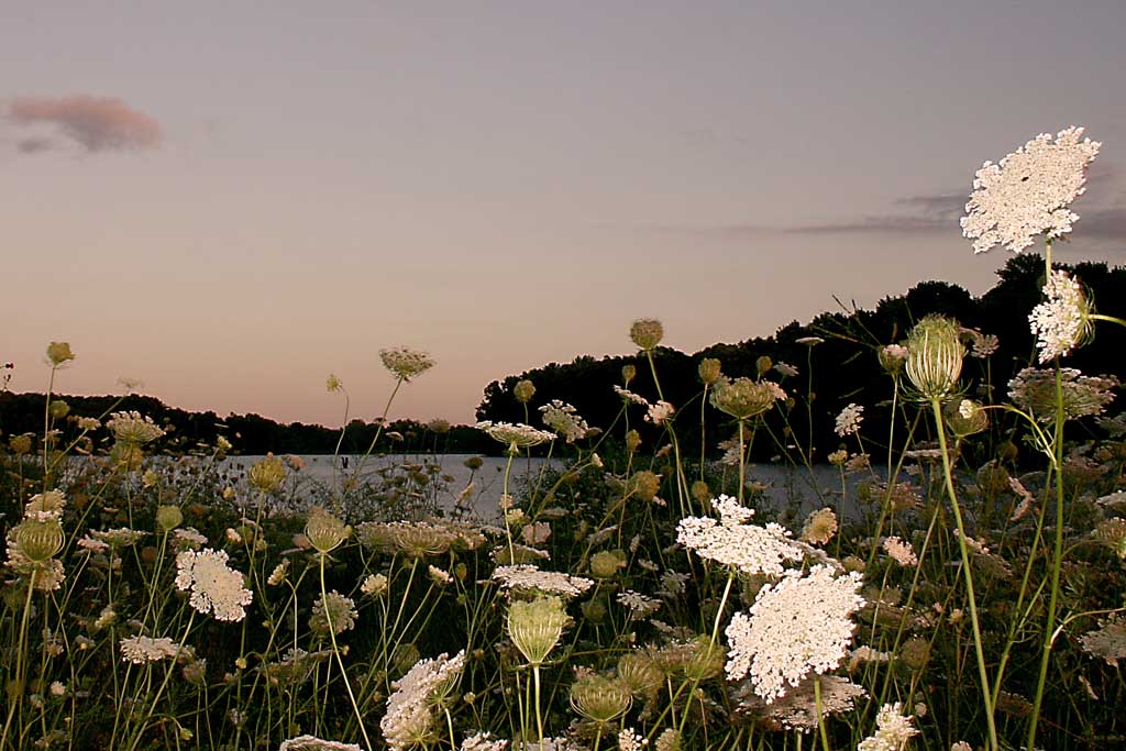 <b>Wild Flowers *</b> <br> <i> Billy Webb </i>