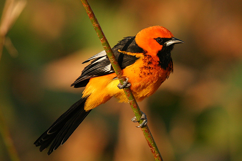 Oriole*