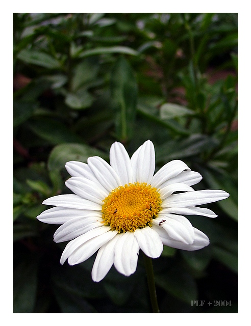 Yellow and White with a touch of red (*)