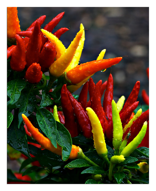 Chili Peppers 3rd place