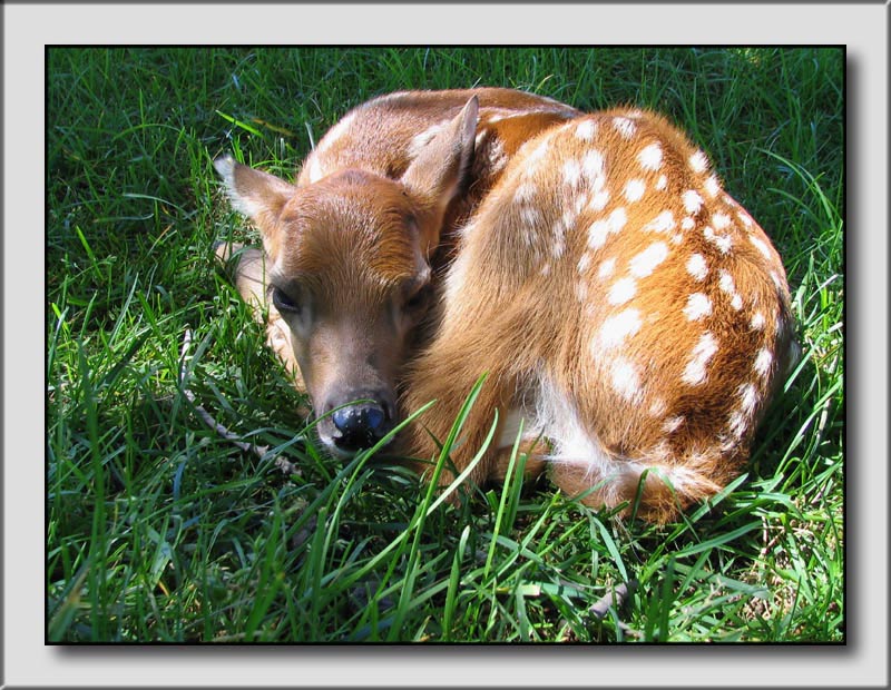 Fawn<br> by dave v