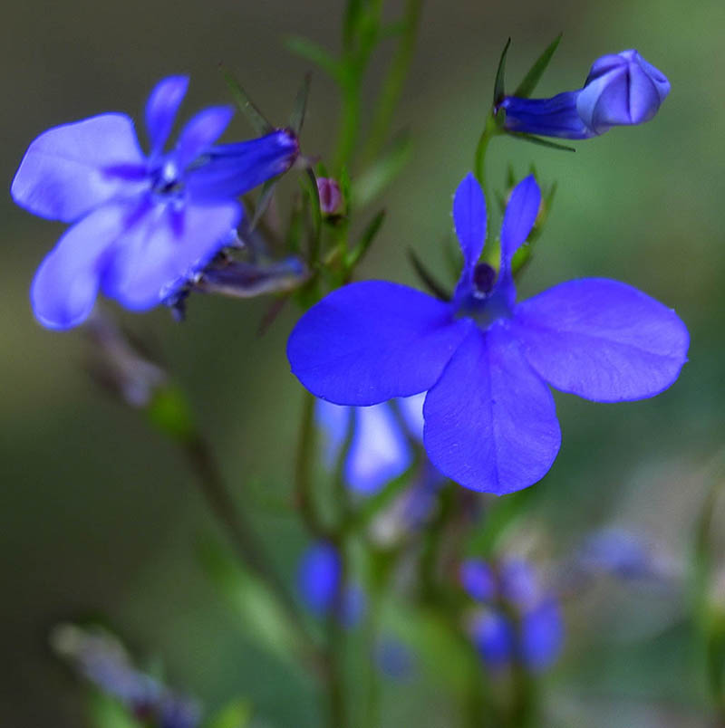 Lobelia-bluest of flowers*