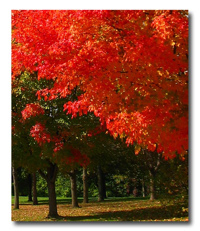 Enjoying an Autumn Afternoon<br>IMG_4473w.jpg