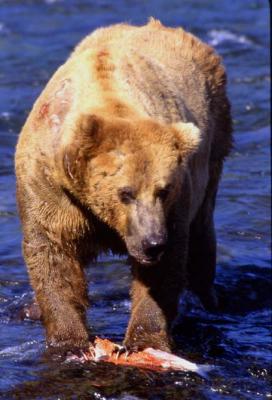 Brown Bear & Salmon