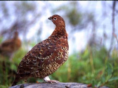 Willow Ptarmigan