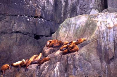 Stellar Sea Lions, Chiswell Islands