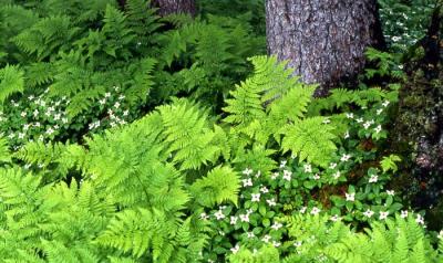 Bunchberry, Alyeska