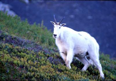 Mt. Goat, Kenai