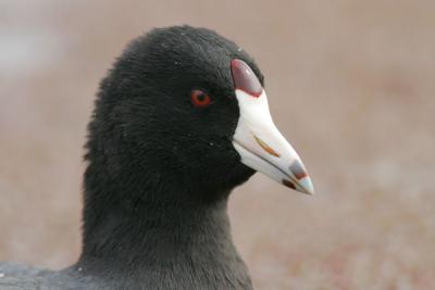 American Coot