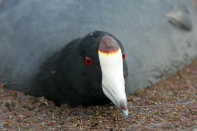 American Coot