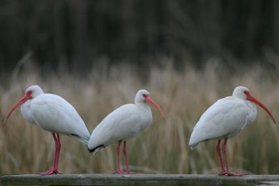 White Ibis