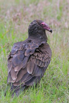 Turkey Vulture