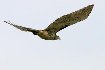 Red-tailed Hawk