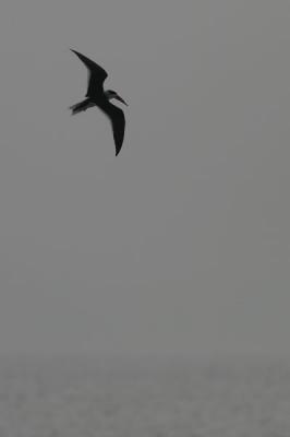 Black Skimmer