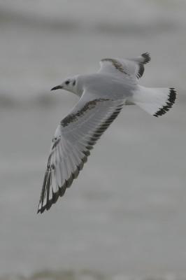 Bonaparte's Gull