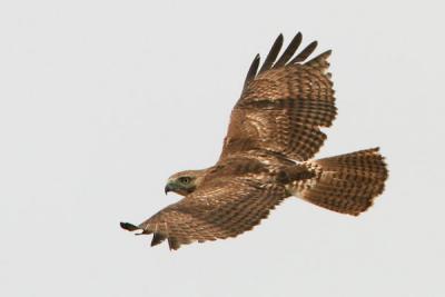 Red-tailed Hawk