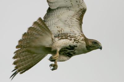 Red-tailed Hawk