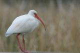 White Ibis