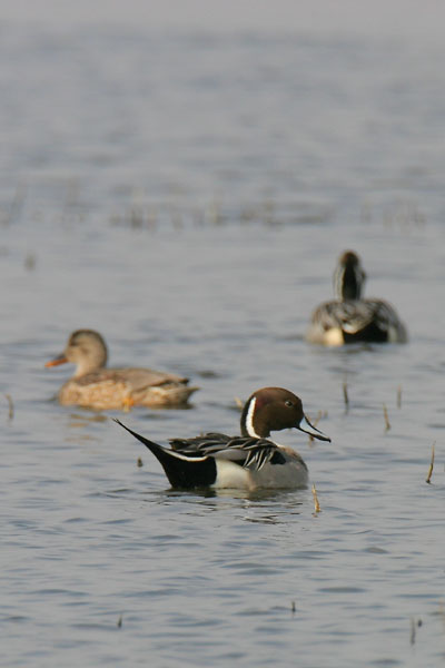 Northern Pintail