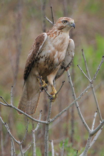 Red-tailed hawk