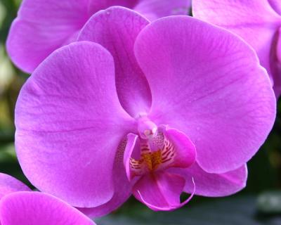 Orchids, Orchids and More