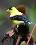 Gold Finch