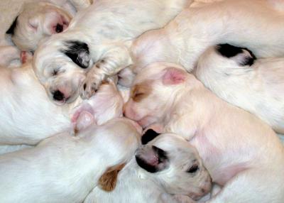 PILE-O-PUPPIES