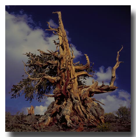 Bristlecone, White Mountains of California