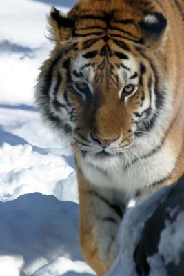 Bronx Zoo in Winter