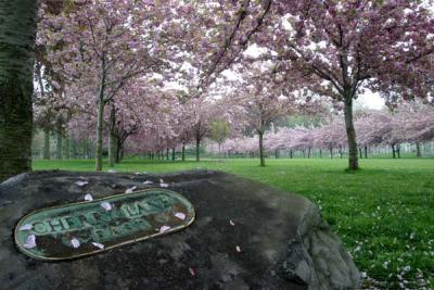 Brooklyn Botanic Garden Spring
