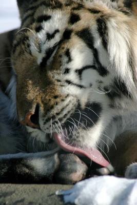 Bronx Zoo in Winter