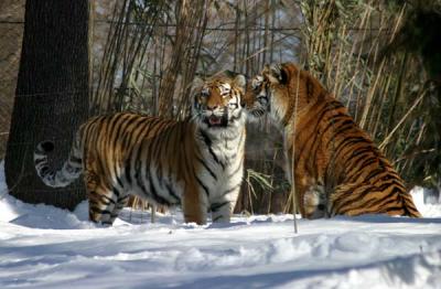 Bronx Zoo in Winter