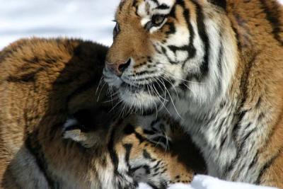 Bronx Zoo in Winter