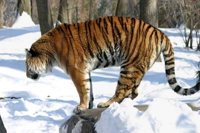 Bronx Zoo in Winter