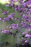 Brooklyn Botanic Garden Spring
