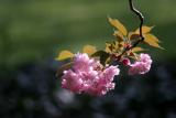 Brooklyn Botanic Garden Spring