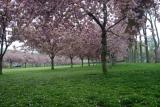 Brooklyn Botanic Garden Spring