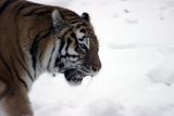 Tigger in Wonderland