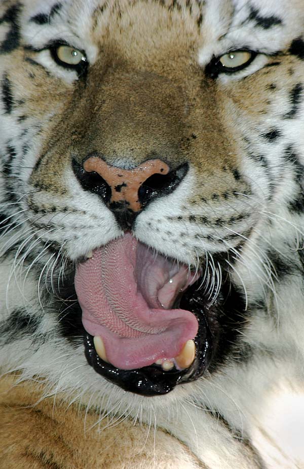 Bronx Zoo in Winter