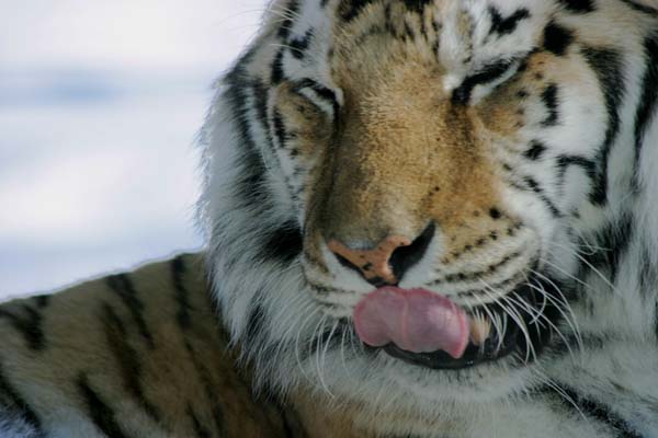 Bronx Zoo in Winter