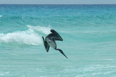u40/davidk2000/medium/40124318.200502180047CancunDay7Beach.jpg