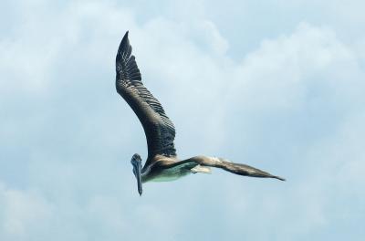 Pterodactyl of the Holocene