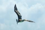 Pterodactyl of the Holocene