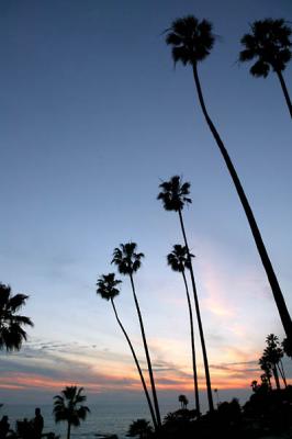 Tall Palms 1