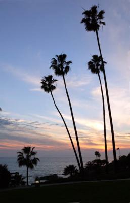Tall Palms 2