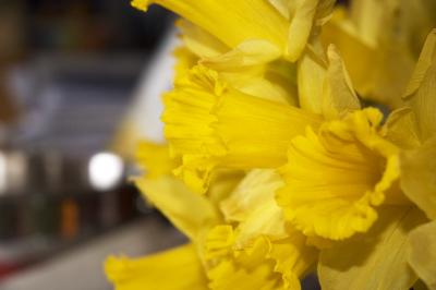 Daffodils